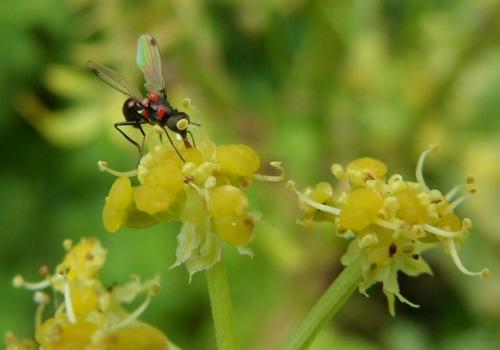Sepsis sp.