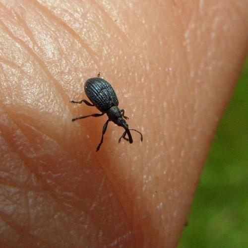 Ischnopterapion virens