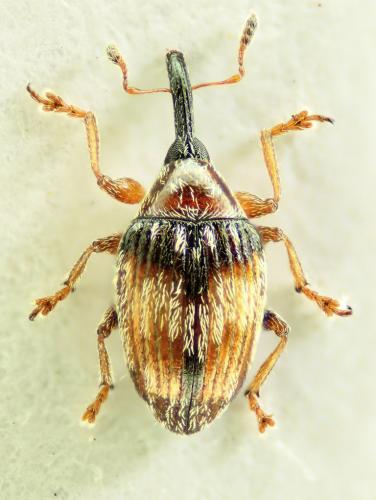 Réf. 73 535 : Nanophyes marmoratus