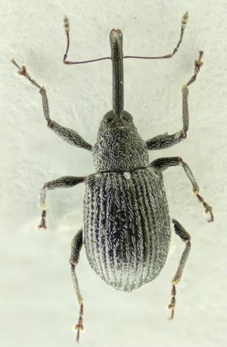 Réf. 73 706 : Anthonomus rubi