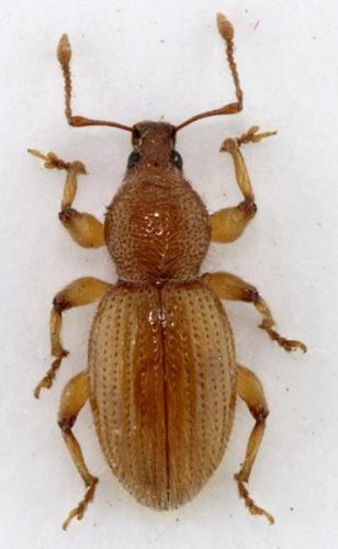 Réf. 73 285 : Exomias pellucidus