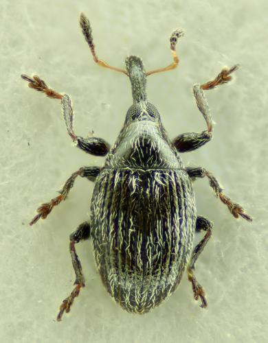 Réf. 73 538 : Nanophyes marmoratus