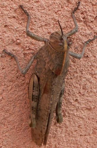 Anacridium aegyptium