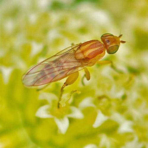 Réf. 73 927 : Meromyza sp.