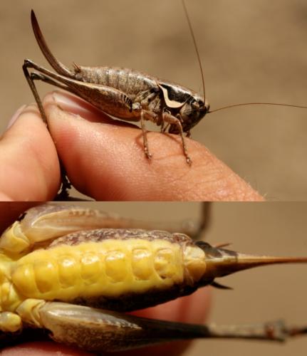 Réf. 73 955 : Pholidoptera femorata