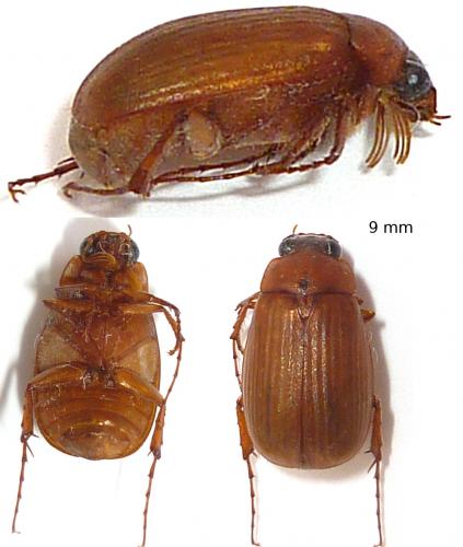 Réf. 73 953 : Serica brunnea