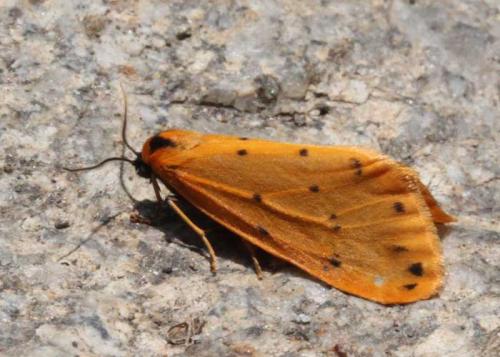 Réf. 73 491 : Setina sp.