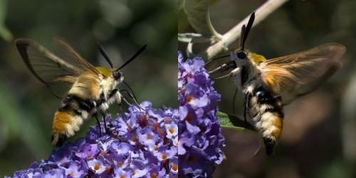 Réf. 73 505 : Hemaris tityus