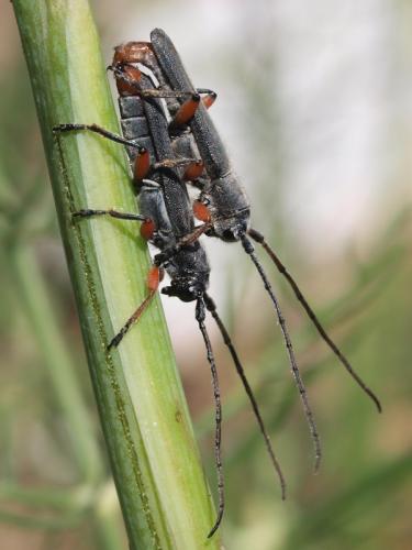 Phytoecia rufipes