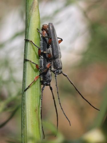 Phytoecia rufipes