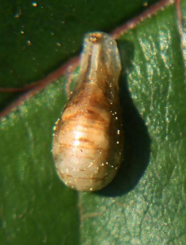 Episyrphus balteatus