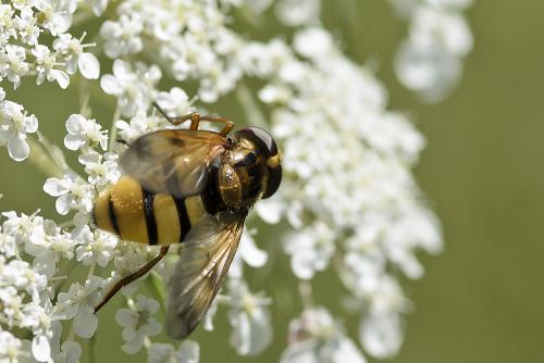 Volucella inanis