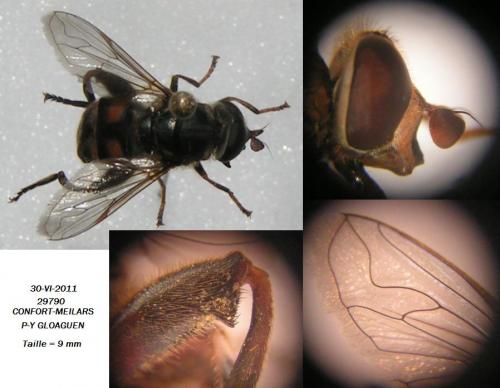 Tropidia fasciata