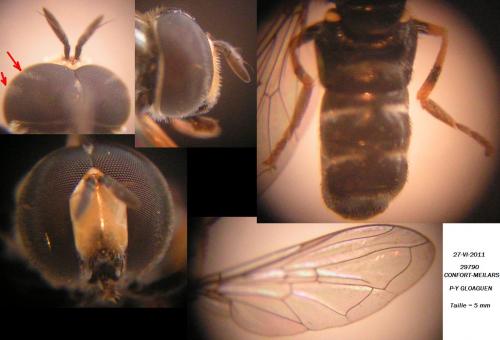 Paragus pecchiolii