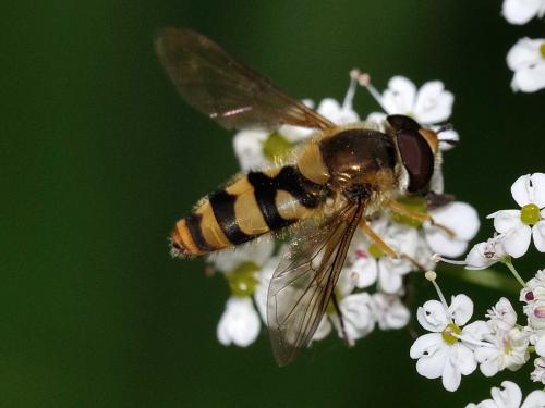 Réf. 73 099 : Epistrophe diaphana