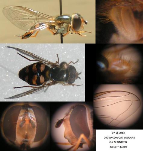 Eupeodes luniger