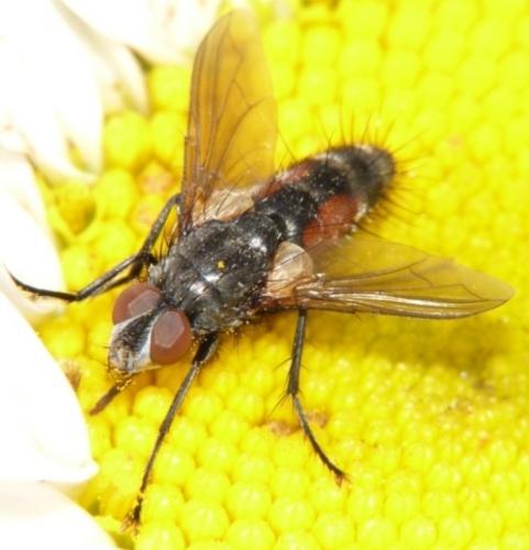 Mintho rufiventris