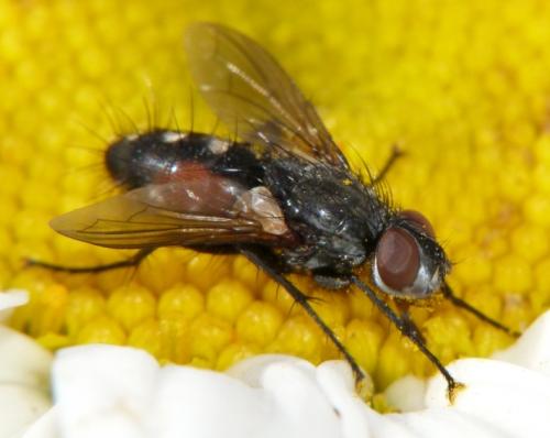 Mintho rufiventris