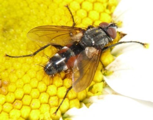Mintho rufiventris