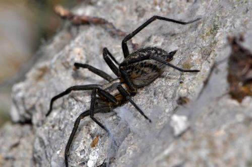Eratigena agrestis