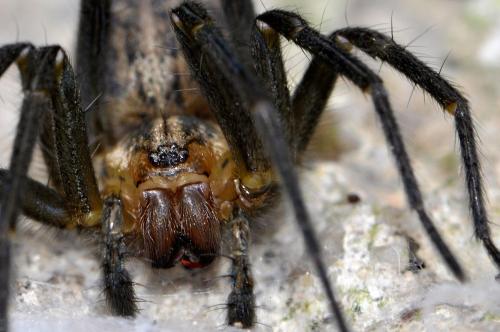 Eratigena agrestis