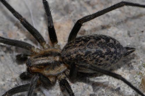 Eratigena agrestis