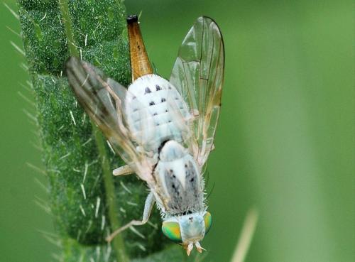 Réf. 73 016 : Terellia longicauda