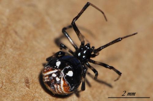 Parasteatoda lunata