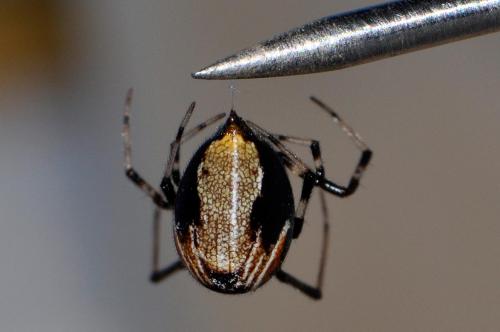 Parasteatoda lunata