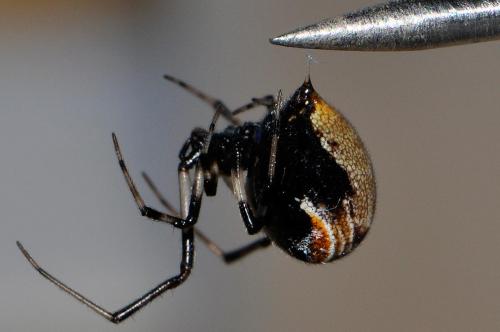 Parasteatoda lunata