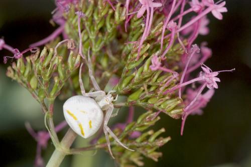 Thomisus onustus