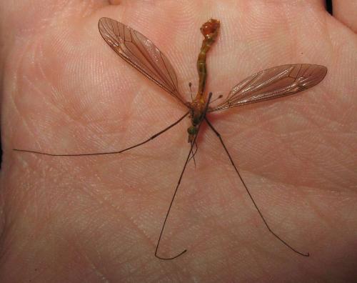 Réf. 73 848 : Tipula cava