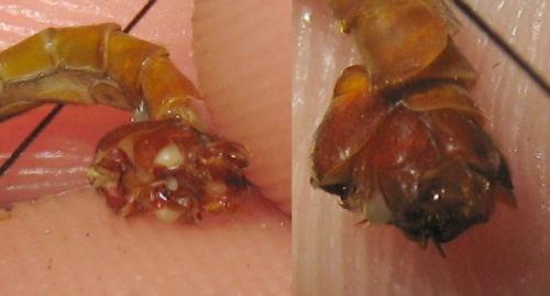 Réf. 73 849 : Tipula cava