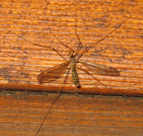 Tipula sp.