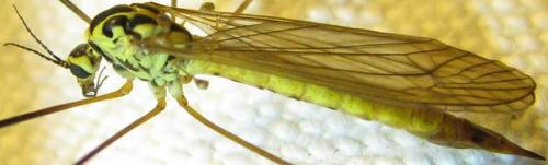 Nephrotoma flavescens