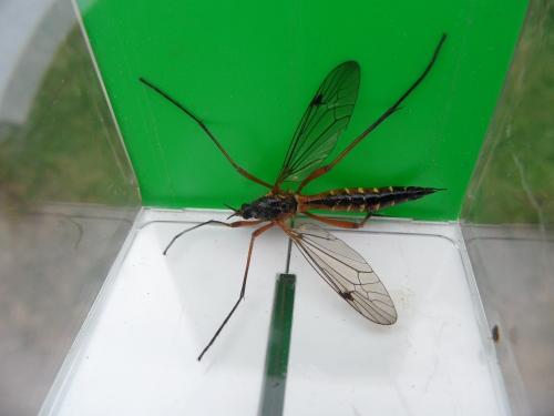 Ctenophora pectinicornis