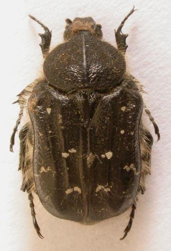 Tropinota paulae
