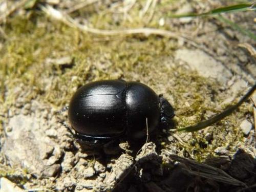 Réf. 73 512 : Trypocopris vernalis