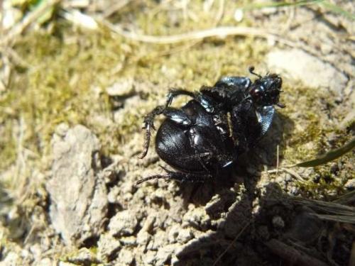 Trypocopris vernalis