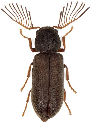 Ptilinus pectinicornis