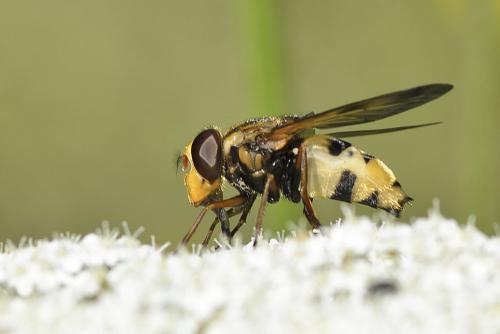 Réf. 73 478 : Volucella inanis