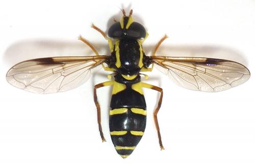 Philhelius pedissequus
