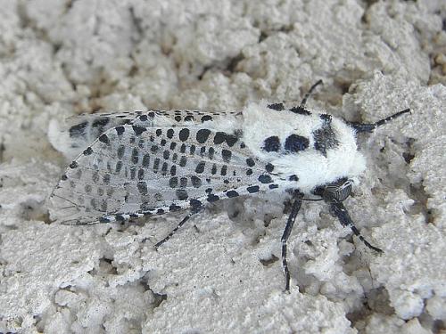 Réf. 73 543 : Zeuzera pyrina