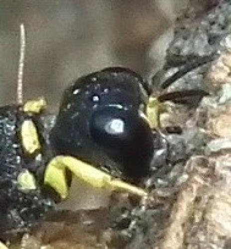 Lestica clypeata