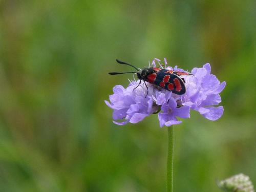 Zygaena carniolica