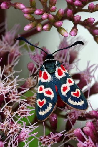 Zygaena occitanica