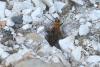 73544 – Photo : Franck BEAUPERE – France (30)