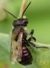 73584 – Photo : Philippe Legros – France (94)