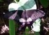73826 – Photo : X.leen – Thaïlande