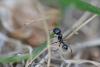 73487 – Photo : Tarninou – France (26)